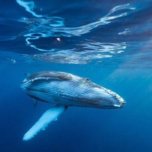 Whale Watching Adventure!